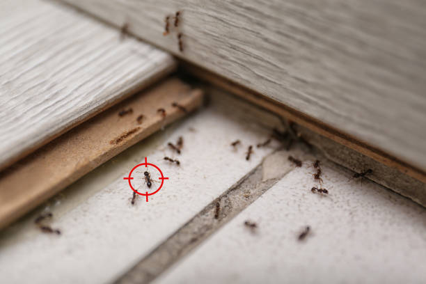 Best Ant Control Services  in Bedford, VA
