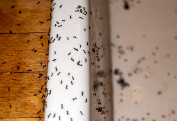 Best Pest Removal Services  in Bedford, VA