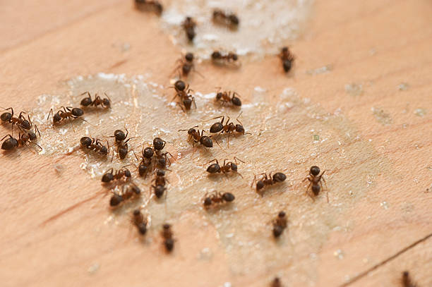 Best Wasp Removal Services  in Bedford, VA