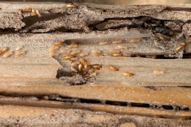 Best Pest Control for Businesses  in Bedford, VA