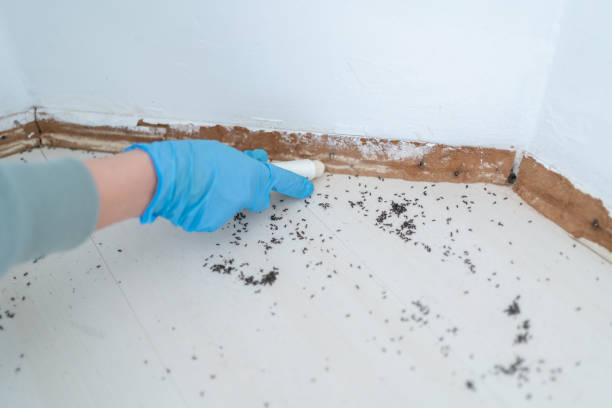 Best Exterminator Services  in Bedford, VA