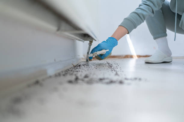 Best Insect Control  in Bedford, VA